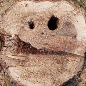 Saisonende für Baum- und Gehölzschnitt